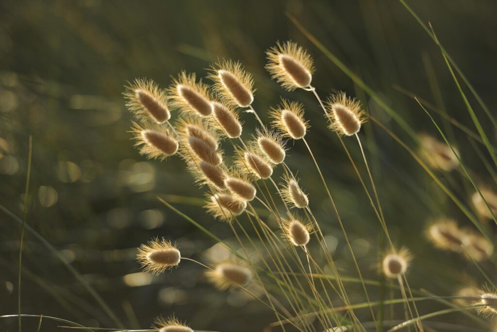 Sunlit foxtail grasses with fluffy seed heads in a blurred green field at golden hour.