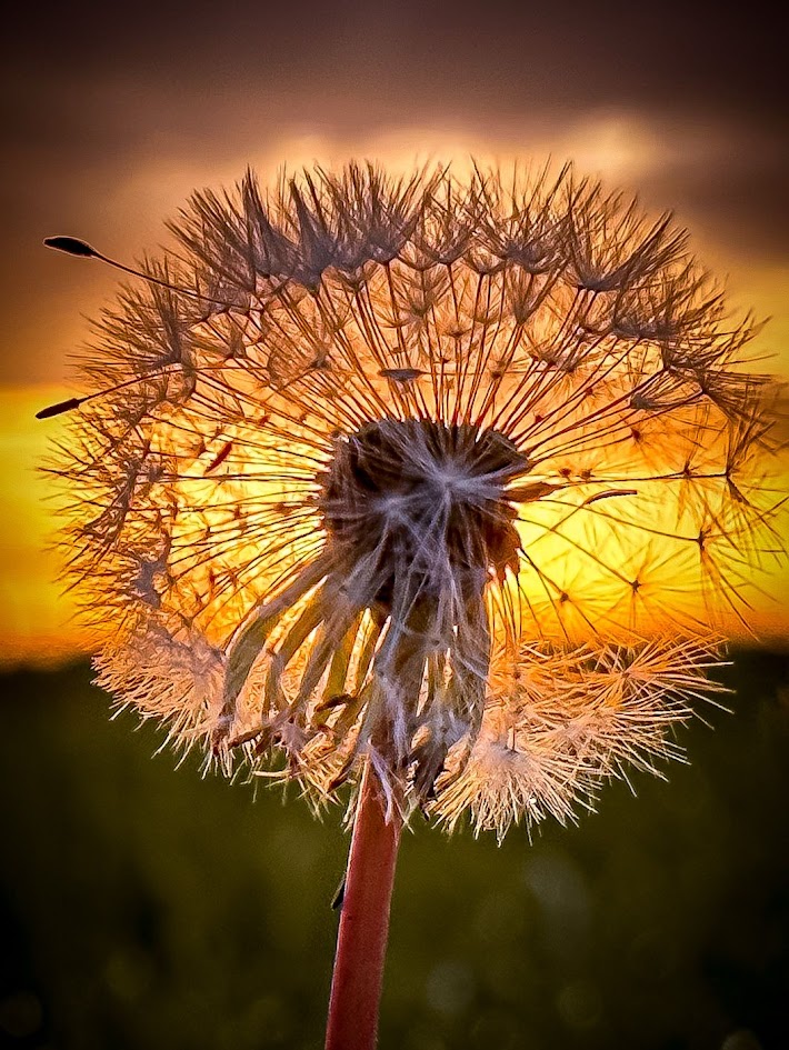 Dandelion seed head backlit by a warm sunset, delicate white seeds radiating from the stem.