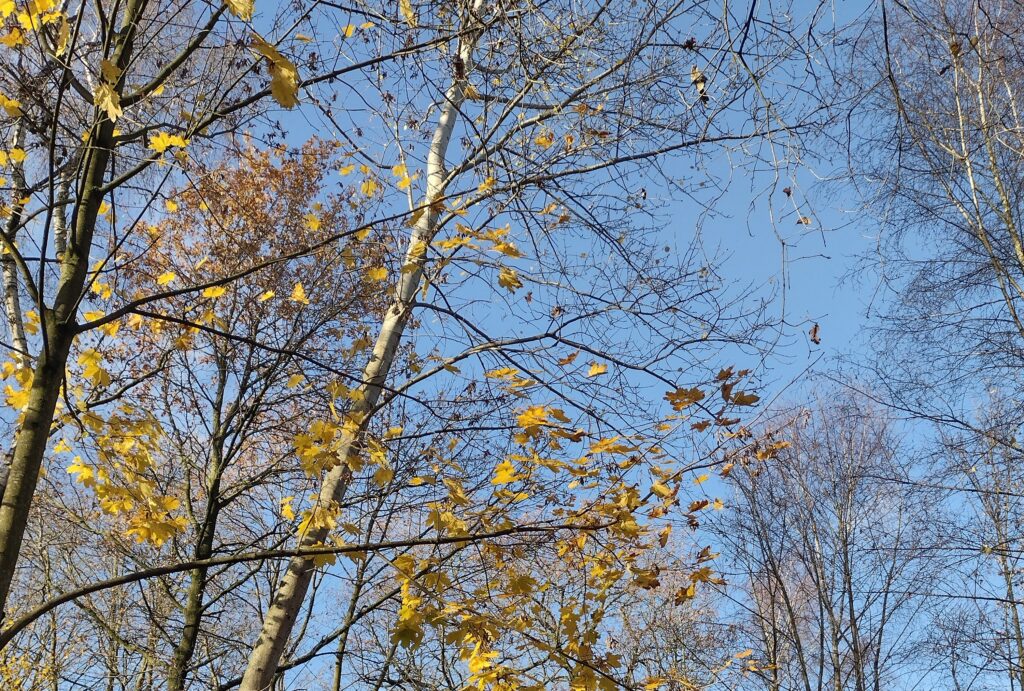 Bare deciduous trees with scattered yellow leaves against a clear blue autumn sky.