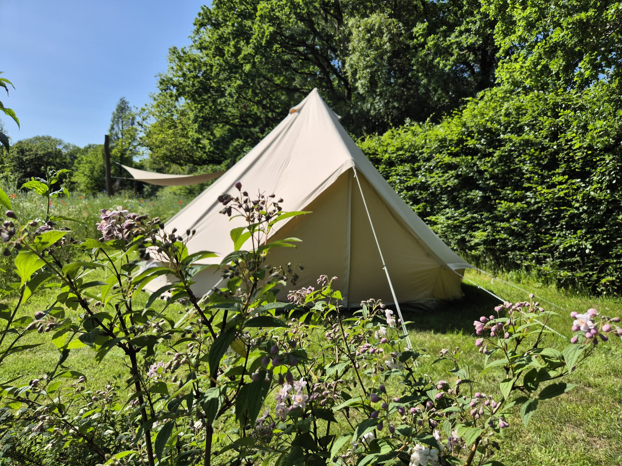 Beige canvas tent pitched in a sunny garden with flowering bushes and green hedges.