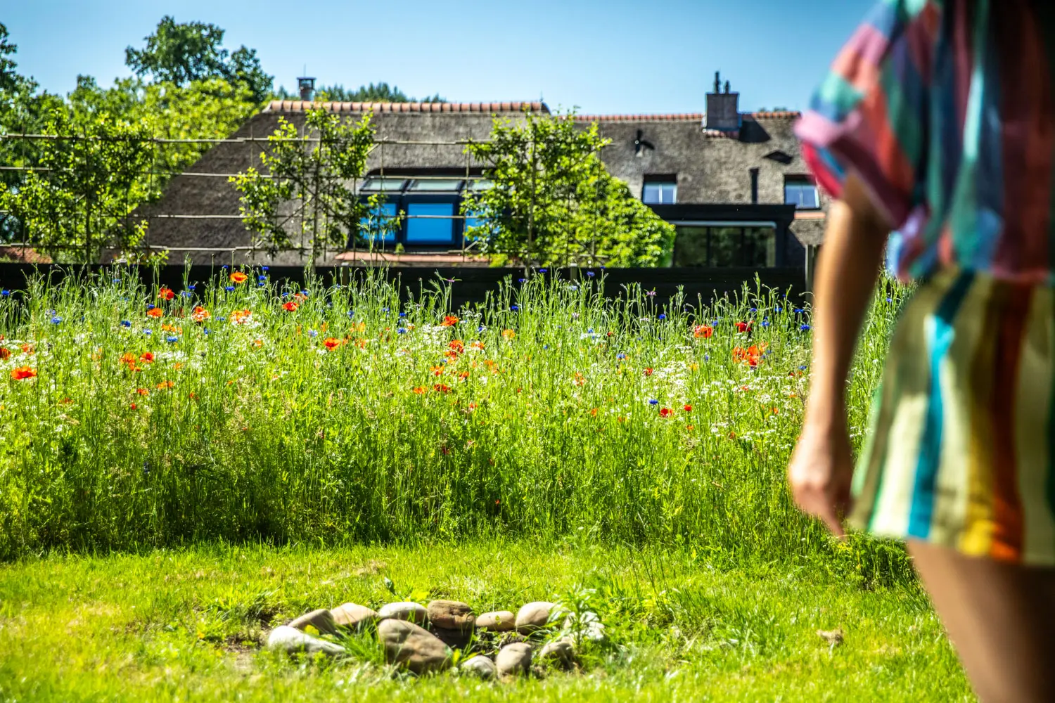 Person in a colorful striped dress stands at the edge of a sunny wildflower field, with a rocky fire pit in the foreground and a house in the background.