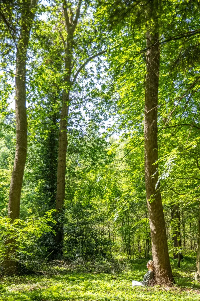 Person sitting against a tall tree in a sunlit green forest, listening to the quiet.
