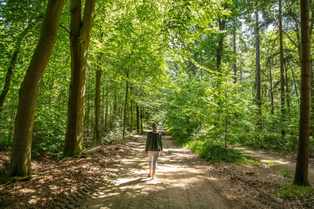 Person walking down a sunlit dirt path through a lush green forest, viewed from behind.