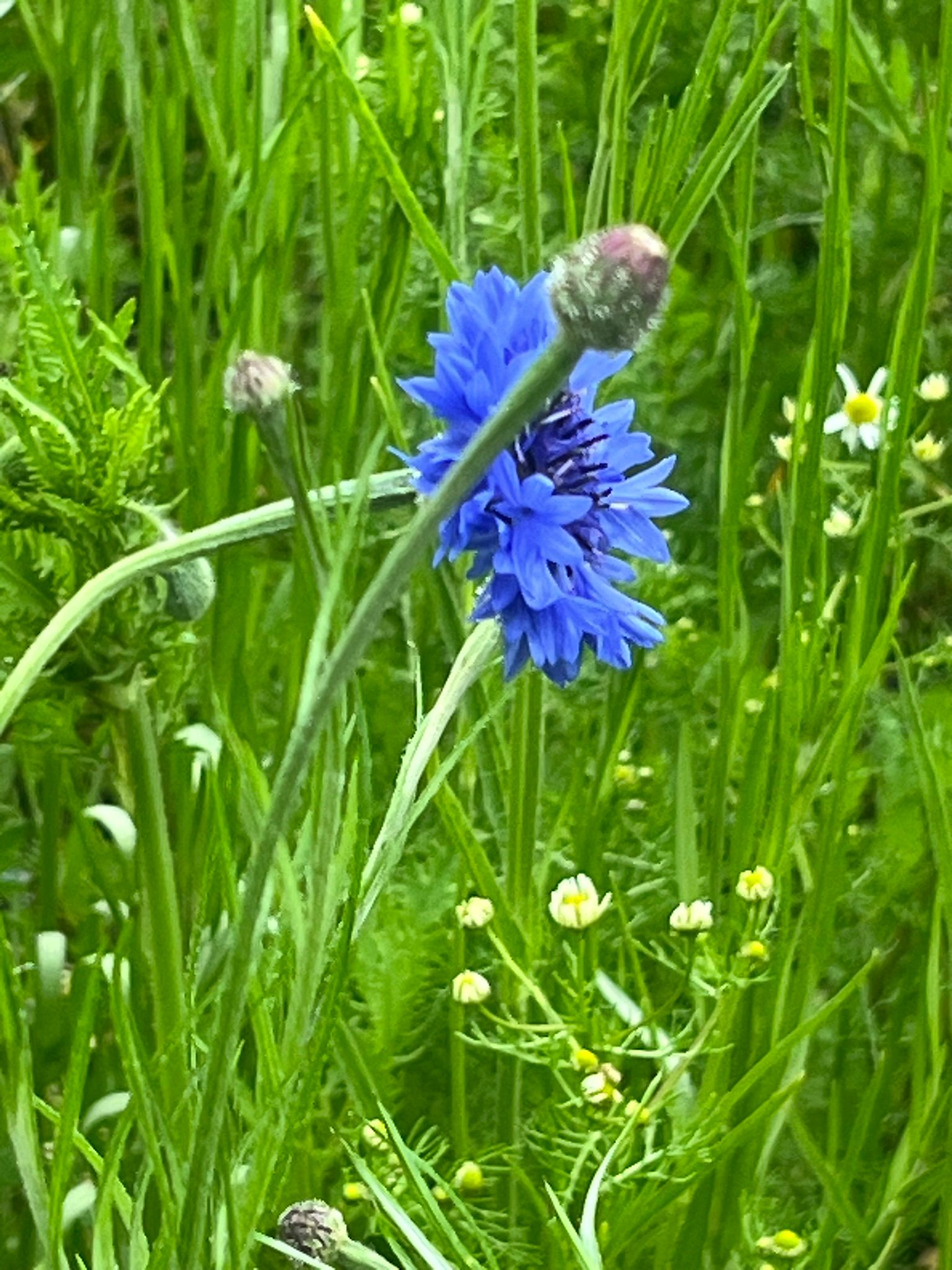 Blue cornflower in a field of tall green grass with a bud nearby.